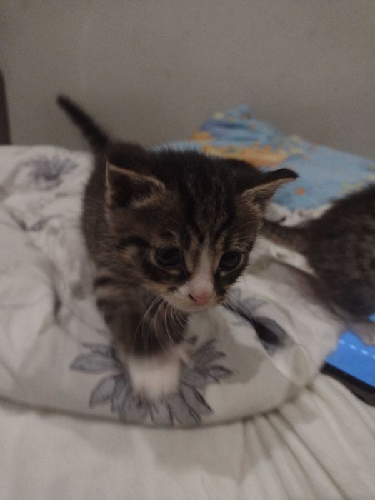 Oddam kotki w dobre ręce