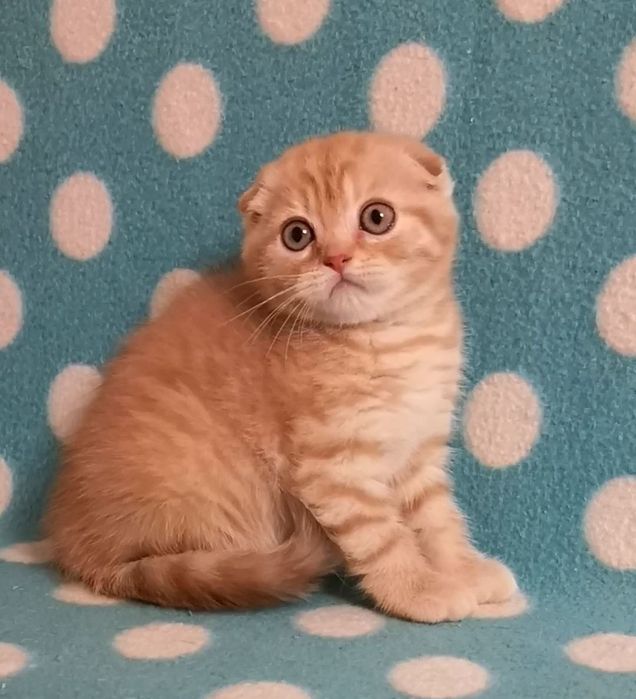 Эшли ( скоттиш фолд)