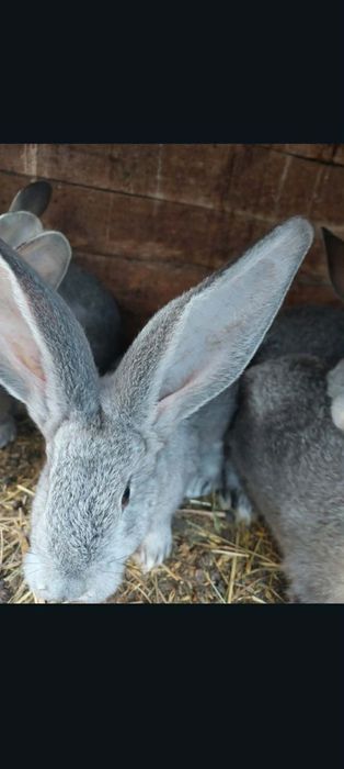 Sprzedam króliki rasy belgijski olbrzym