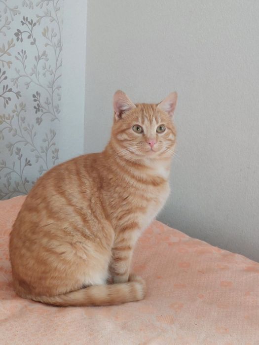 Котик пухнастик красунчик