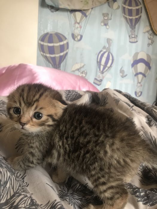 Відам котенят-дівчаток у добрі руки!