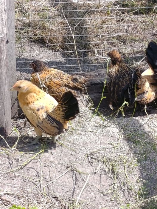 Продам декоративних півників,курочку