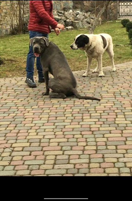 Професійне Дресирування собак!!!