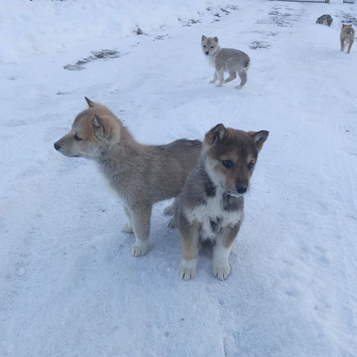 Лайки.Цуценята Західносибірські лайки.