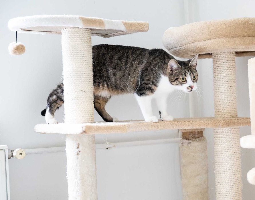 Kotka do adopcji - KLAWA, 1 rok