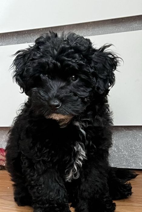 Щенок Мальтипу мальчик