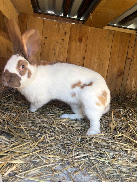 Sprzedam królika samca seokacz żółty