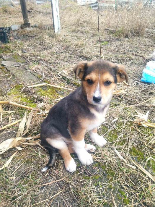 Кому собачку???Супер охоронці