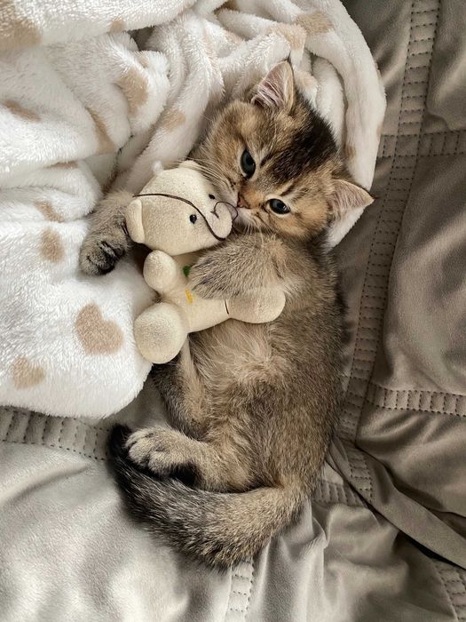 kot brytyjski złoty . rodowód WCF