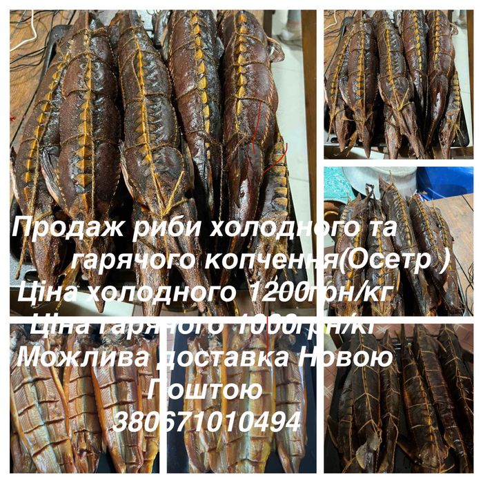 Мальок, риба, зарибок, гібрид осетра, карпи кої (копчений осетр)