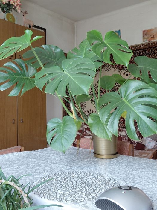 Monstera Deliciosa (dziurawa)