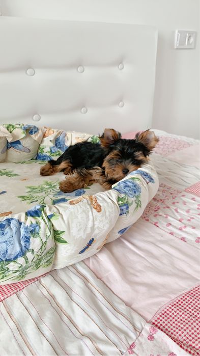 Щенки йорки мальчуган