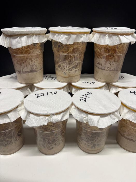 Mosca da fruta DROSOPHILA