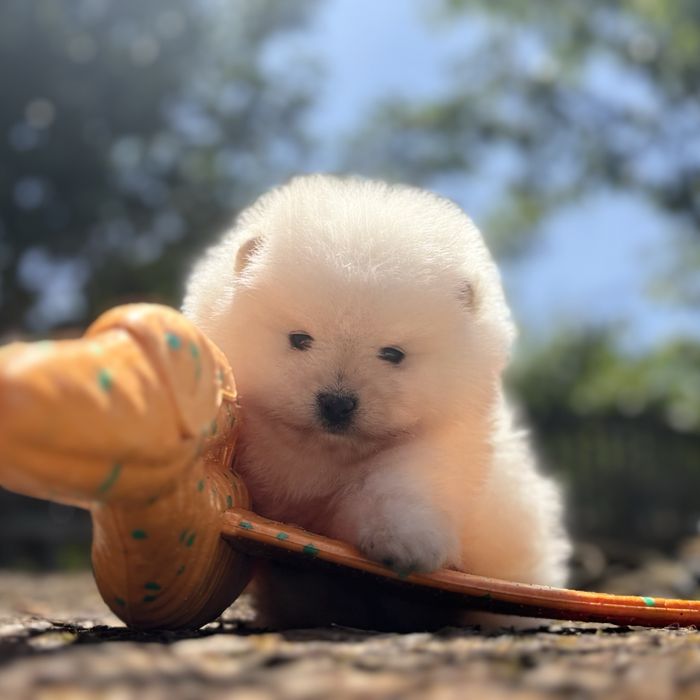 ляльковий ведмедик шоу классу