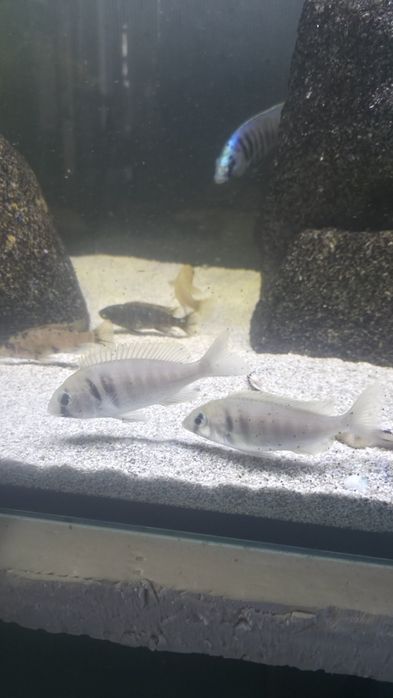 Vendo Trio Placidochromis Electra 3