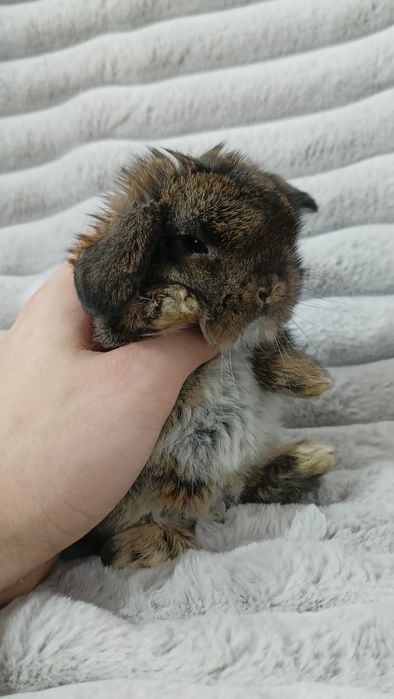 Mini lop króliki karzełek miniaturka baranek hodowla