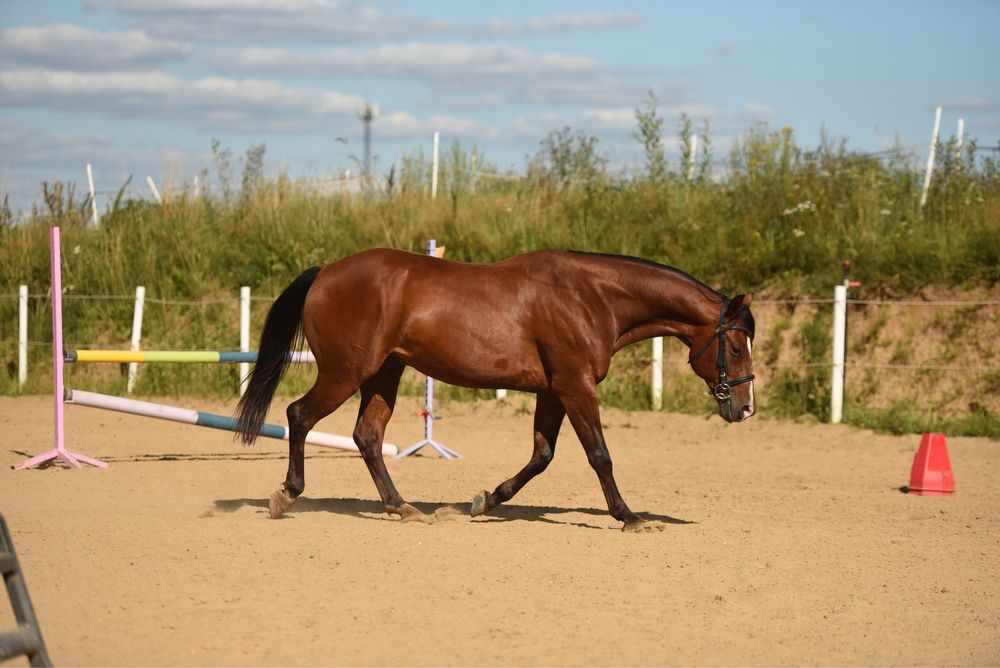 Wałach Quarter Horse