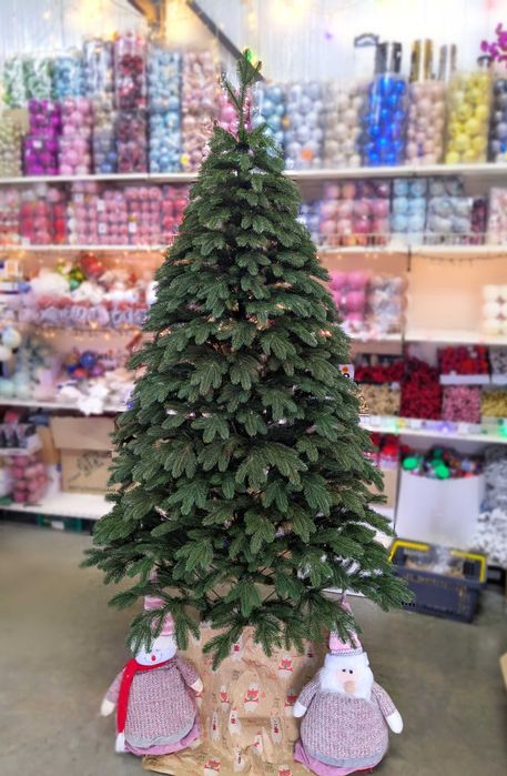 Лита ялинка Королівська