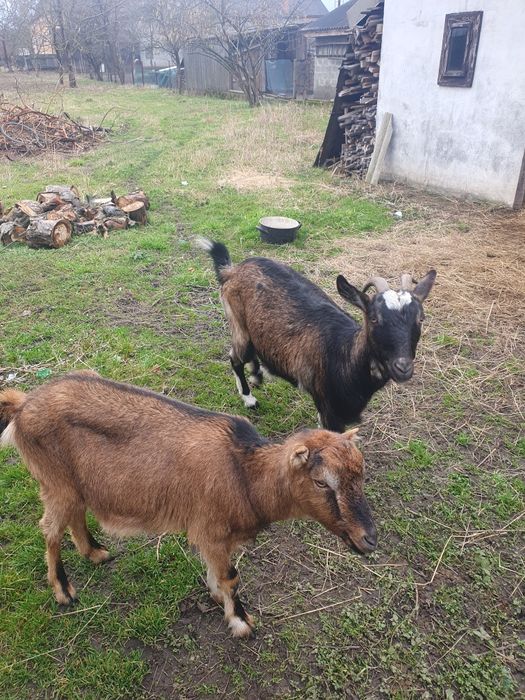 Продам кози козу