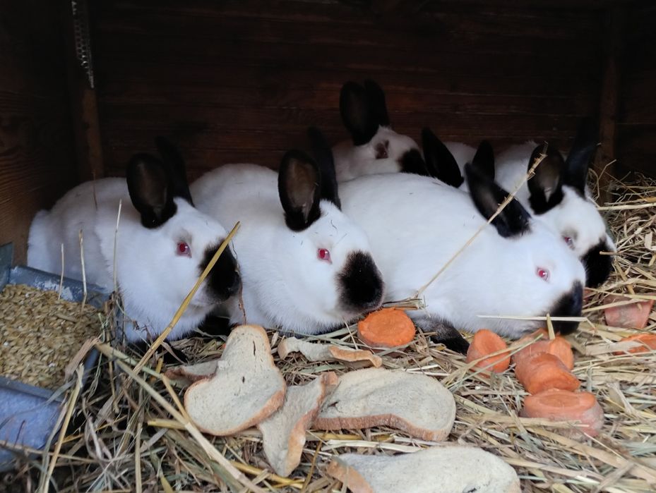 Kroliki Kalifornijskie