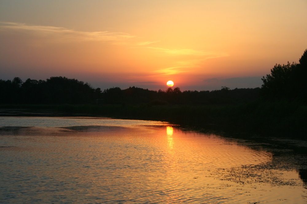 Karaś kolor Shubunkin. Ryby ozdobne RÓŻNE do zarybień stawów i oczek.