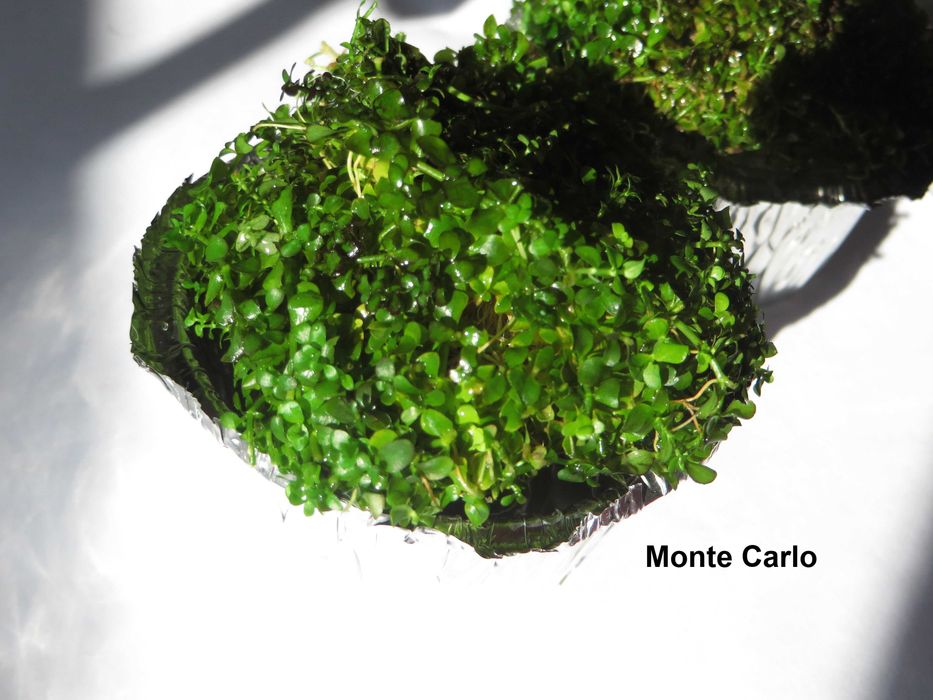 Plantas e musgo para aquário