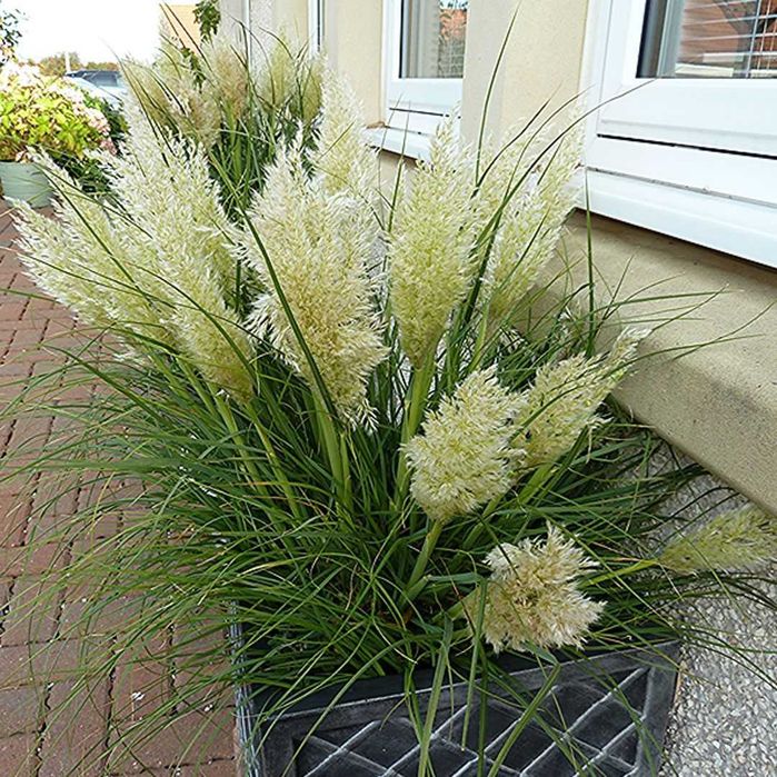 Trawa pampasowa "Tiny Pampa", niska, kompaktowa, unikat!