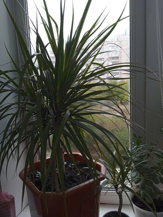 Драцена дуже пишна