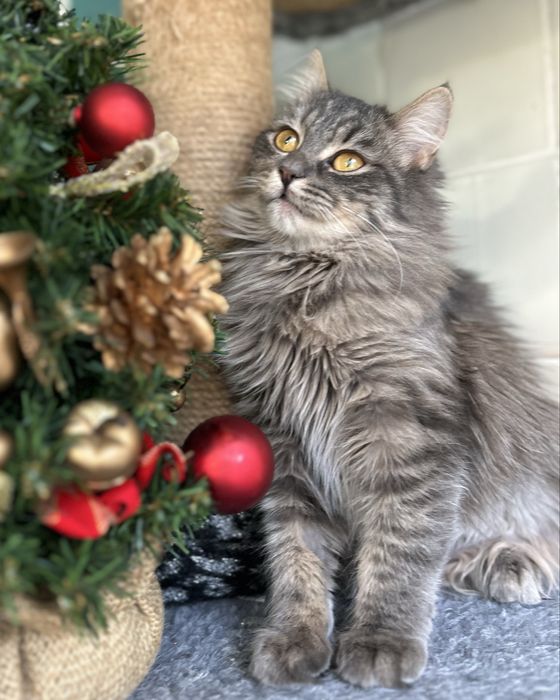 Пухнаста сибірська кішка 7-8 місяців