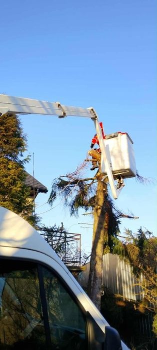 Wycinka drzew, prace alpinistyczne