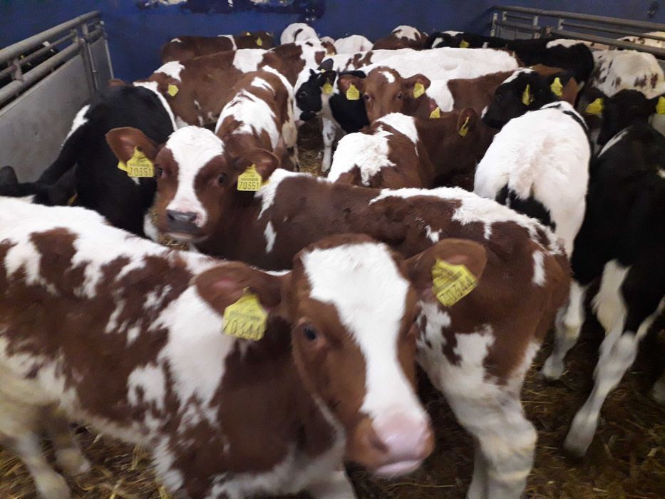 Cielaki MM,CB  Byczki, Jałówki samodzielne, startery, na mleko