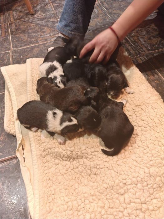 Oddam Szczeniaki po Border Collie