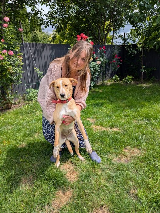 Собачка Лілі шукає дім