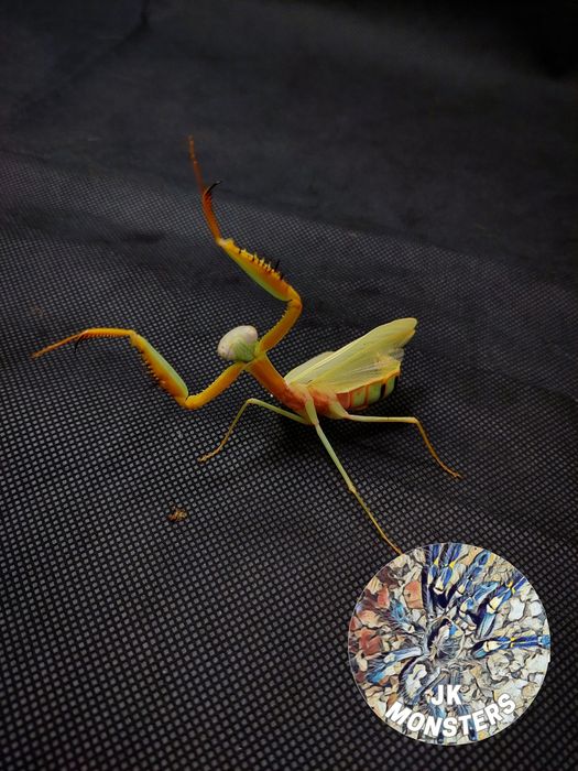 Modliszka Hierodula venosa gold +gratisy