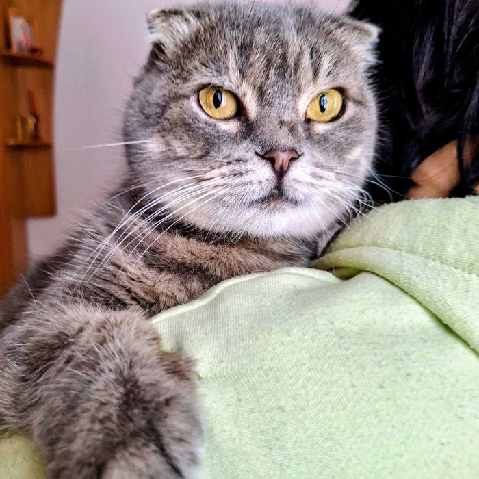 Шотландська висловуха кошечка Димка  тиха, ніжна, дуже гарна дівчинка