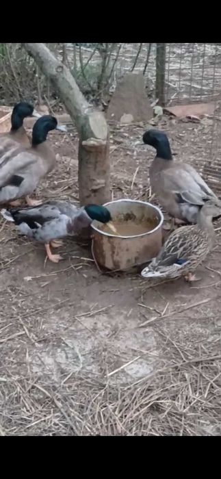 Patos bravos jovens