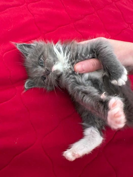 Дівчинка мейн-кун неймовірного забарвлення