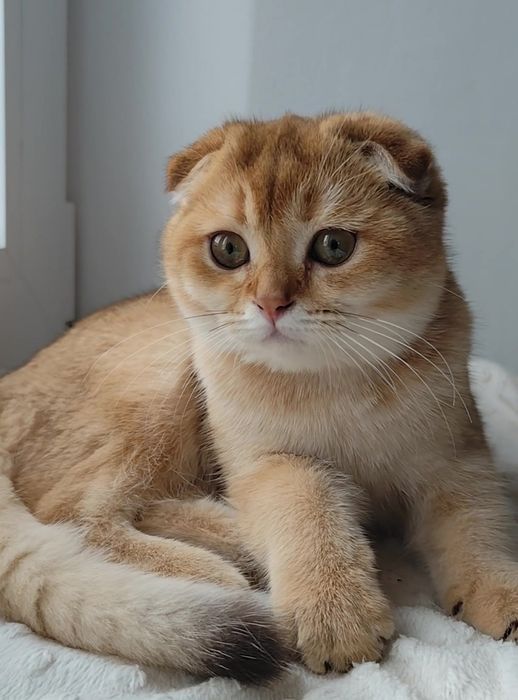 Шикарные котята золотая шиншилла мальчик девочка висловухие прямоухие