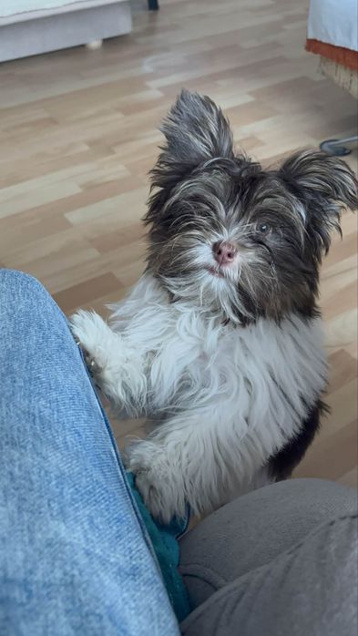 Piesek Yorkshire Terrier Biro