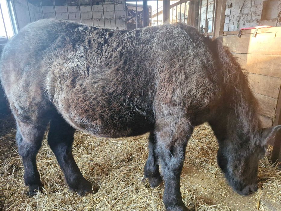 Ogierek zimnokrwisty