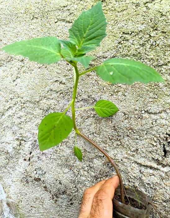 Tomatillo - Physalis ixocarpa