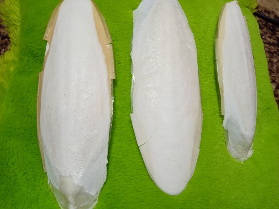 Сепія океанічна ракушка