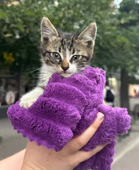 Котик шукає перетримку/дім Івано-Франківськ