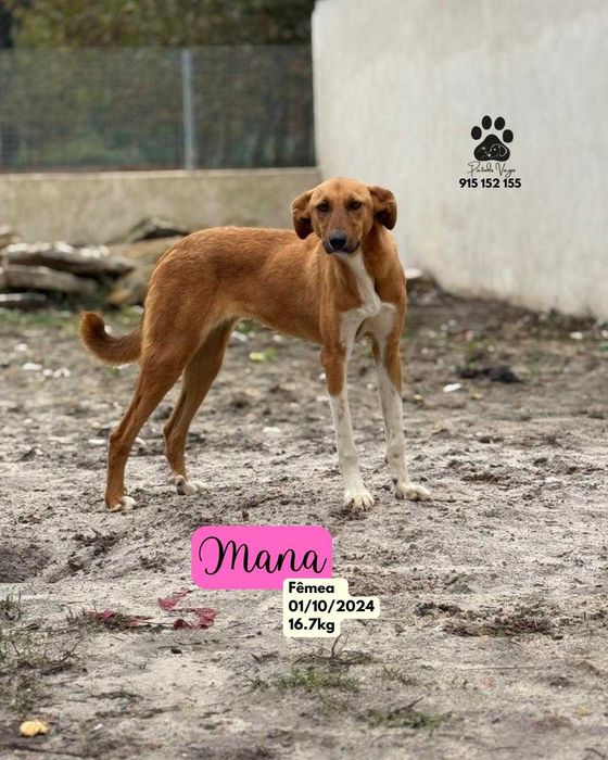 Cadela para adoçao (Mana)