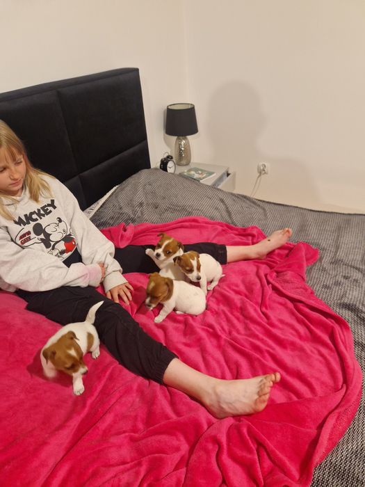 Jack Rusel Terier malutkie