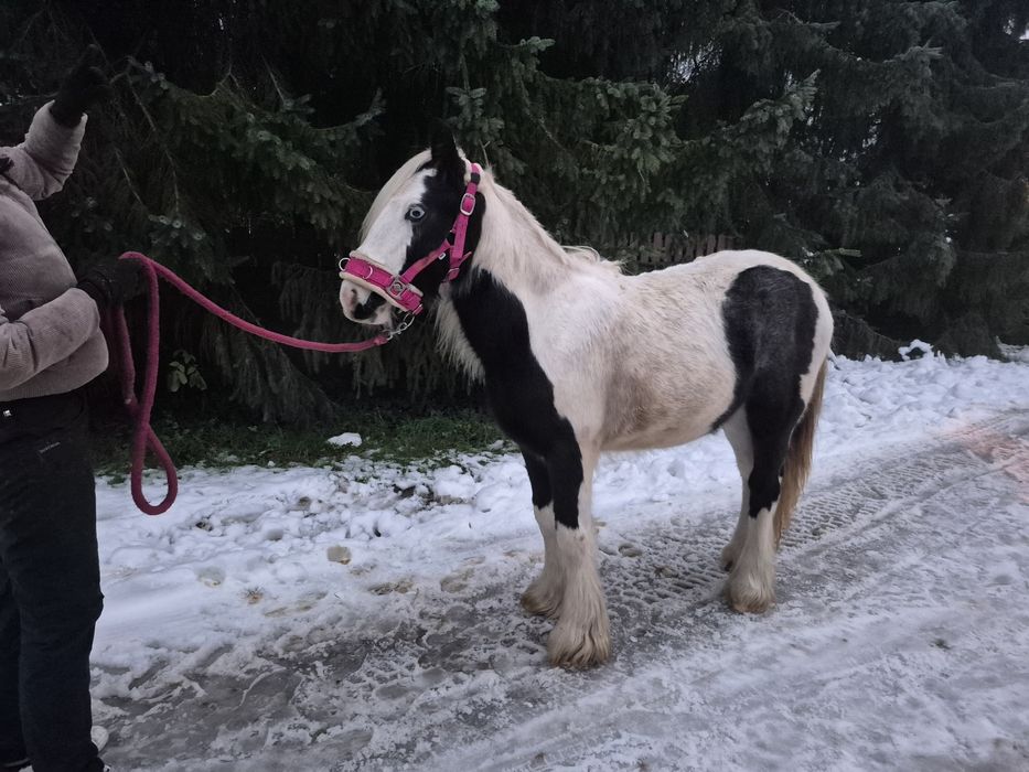 True Baby Tinker Klacz