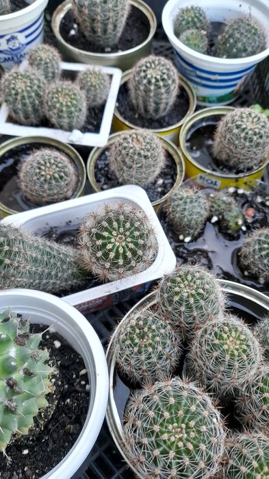 Продам кімнатні квіти