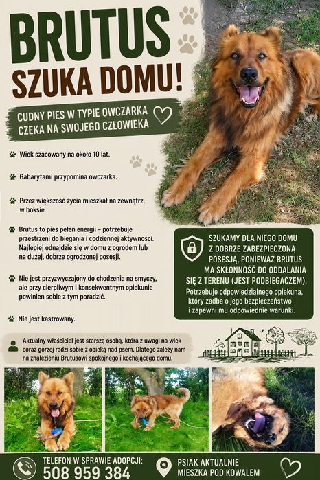 Brutus szuka domu