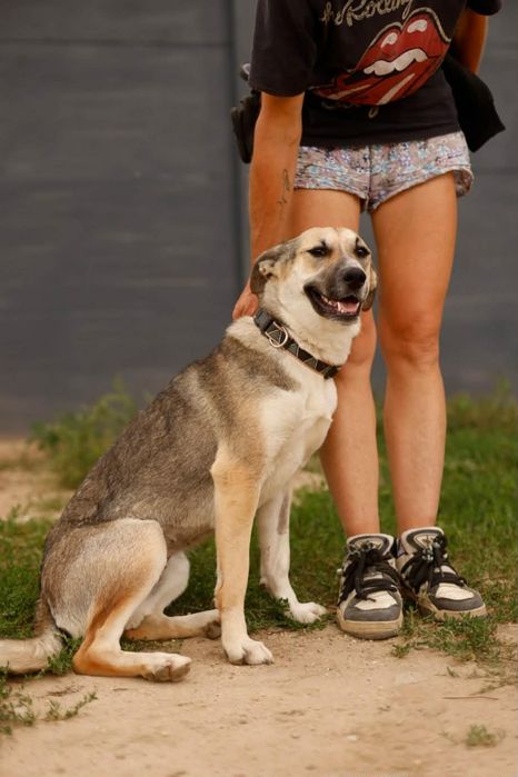 Do adopcji roczna suczka