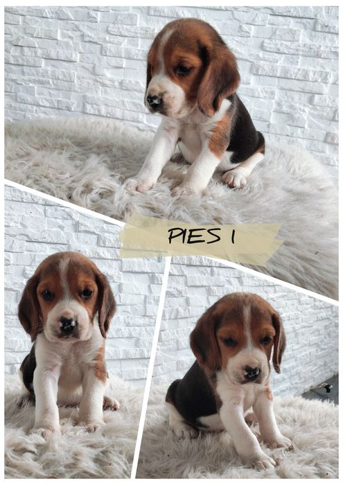 Beagle .. Beagle